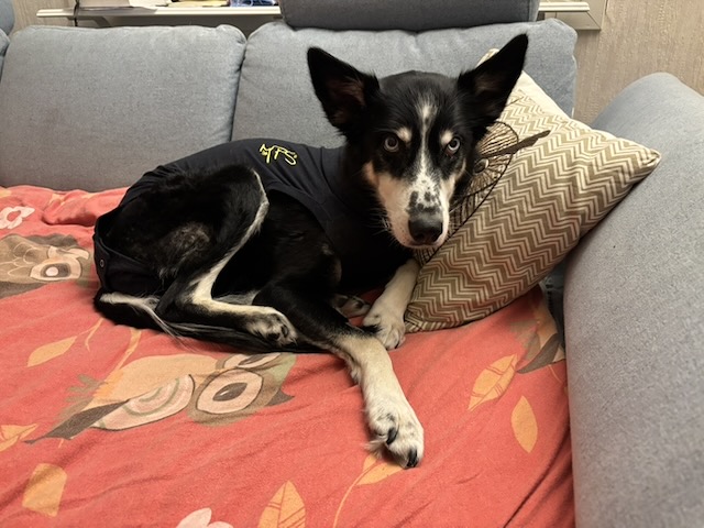 Ayla auf dem Sofa
