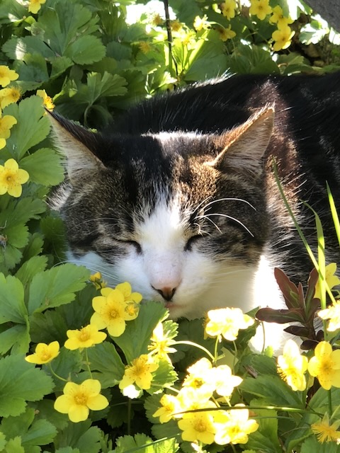 Charly mein alter Kater
