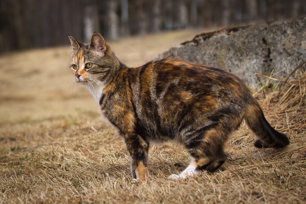 Missie Moves In | missie